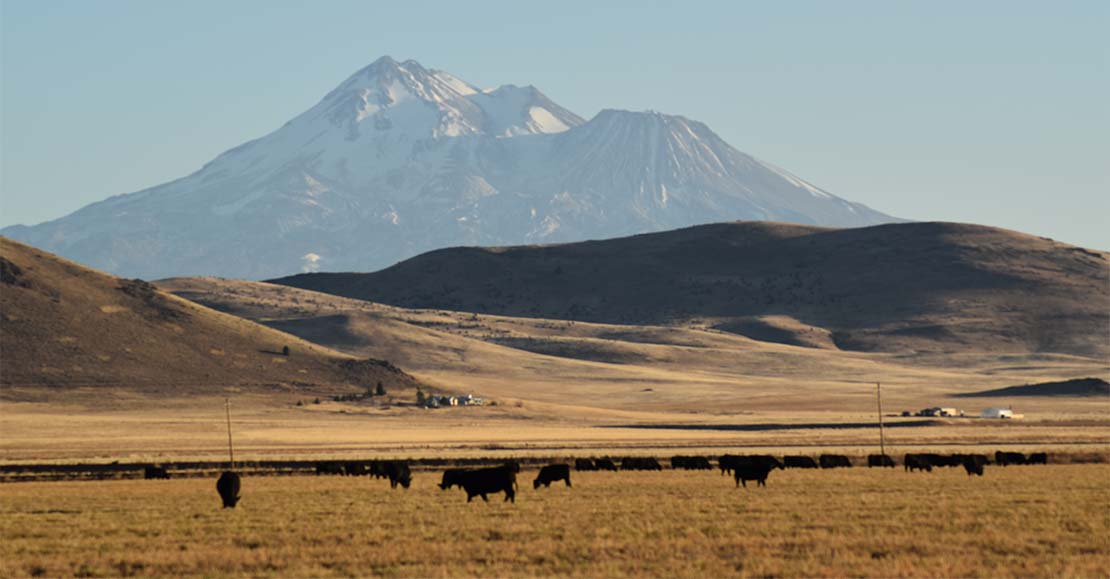 Cattle in a pasture with Mountains in the Background